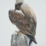 Reserved- Bald Eagle a Cormorant Predator