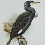 Reserved- Great Cormorant Adult Male
