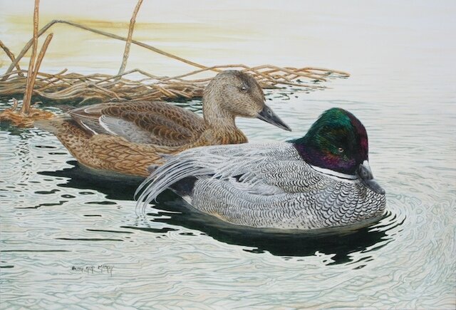 Falcated Teal Painting - By Barry Kent MacKay
