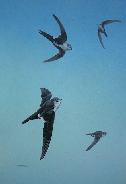 White Throated Swift Painting By Barry Kent MacKay