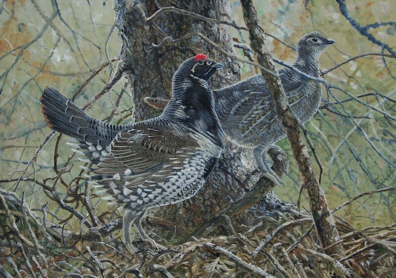 Spruce Grouse Pair by: Barry Kent MacKay