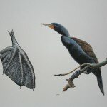 Available- Double-crested Cormorant Foot