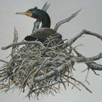 Reserved- Double-crested Cormorant Tree Nest