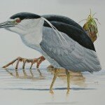 Reserved- Black-crowned Night-Heron Associates with Cormorants
