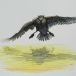 Available- Double-crested Cormorant Landing on Water
