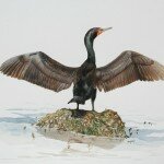 Reserved- Double-crested Cormorant Spread Wing Pose