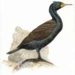 Reserved- Double-crested Cormorant Adult Male Breeding Plumage