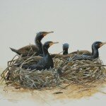 Reserved- Double-crested Cormorant Ground Nesting