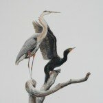 Reserved- Great Blue Heron and Double-crested Cormorant Post Breeding Adults