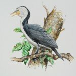 Reserved- Little Pied Cormorant from Australia