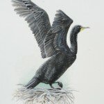 Available- Double-crested Cormorant Fledgling