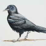 Reserved-Northern Raven